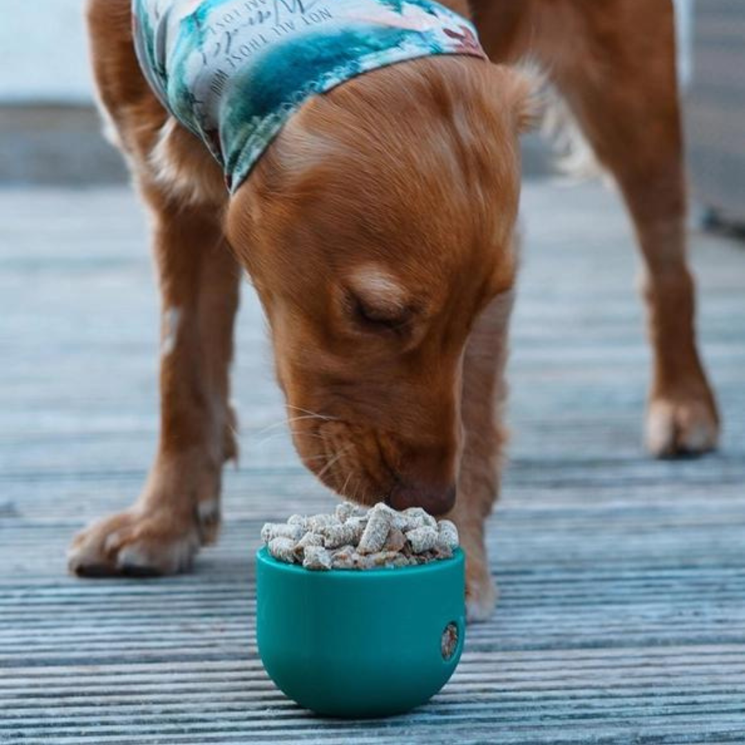 Food Dispenser & Slow Feeder